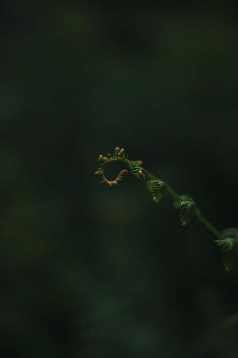 newstead village selective focus of green fern united kingdom